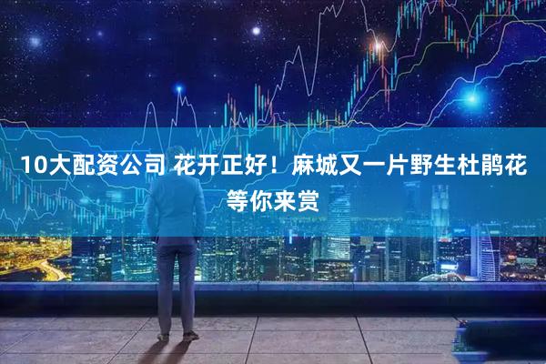 10大配资公司 花开正好！麻城又一片野生杜鹃花等你来赏